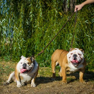 Коричневый поводок с перестежкой для английских бульдогов